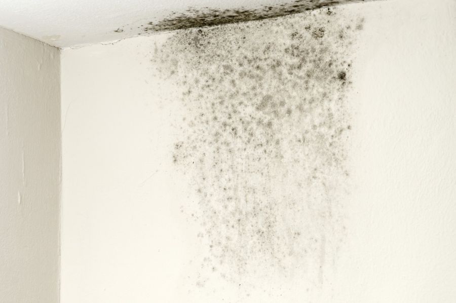 Mold Remediation by 24 SERV LLC